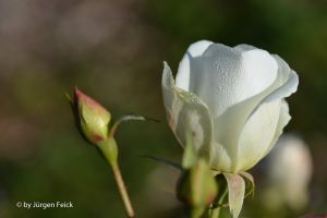 2013 10 19 Makros im Botanischen Garten 0052
