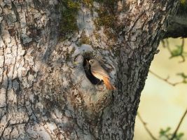 P4232188 Gartenrotschwanz Weibchen baut