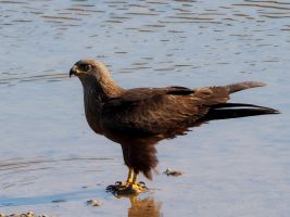 P5073836a Schwarzmilan trinkt