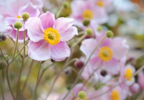 2010 09 04 Blumen Alfred 2078