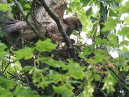 P6110745 Mausebussard Blindschleiche JPG