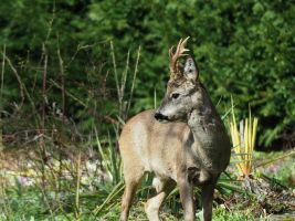 Reh im Fellwechsel 1