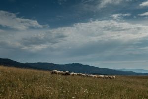 Schafe unterhalb der Burg Hohenzollern
