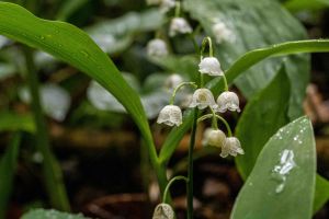 Warmtal 11 20210602 P6020165