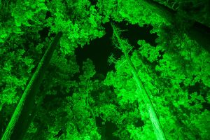 2020 01 01 M Christmas Garden 1010312 MG