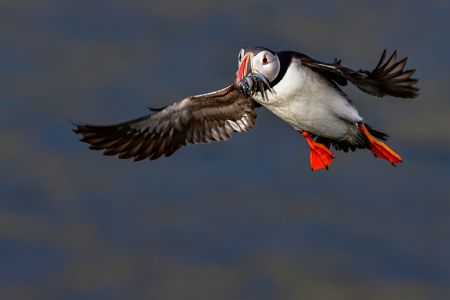 sonderpreis papageientaucher im landeanflug