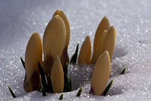 Krokus im Schnee Marion Muller
