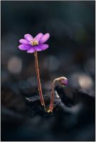 leberbluemchen 002 r ffo